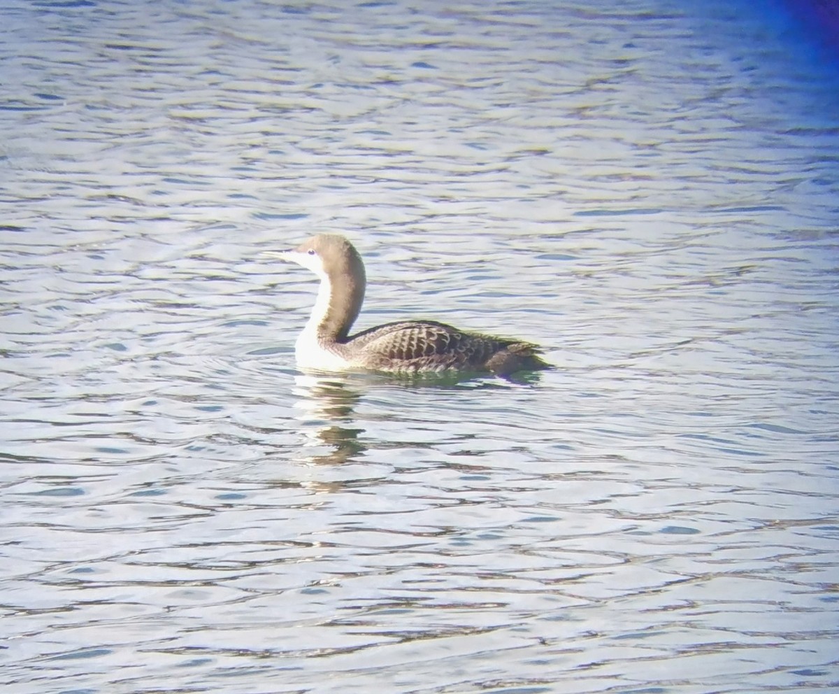 太平洋潛鳥 - ML647541150