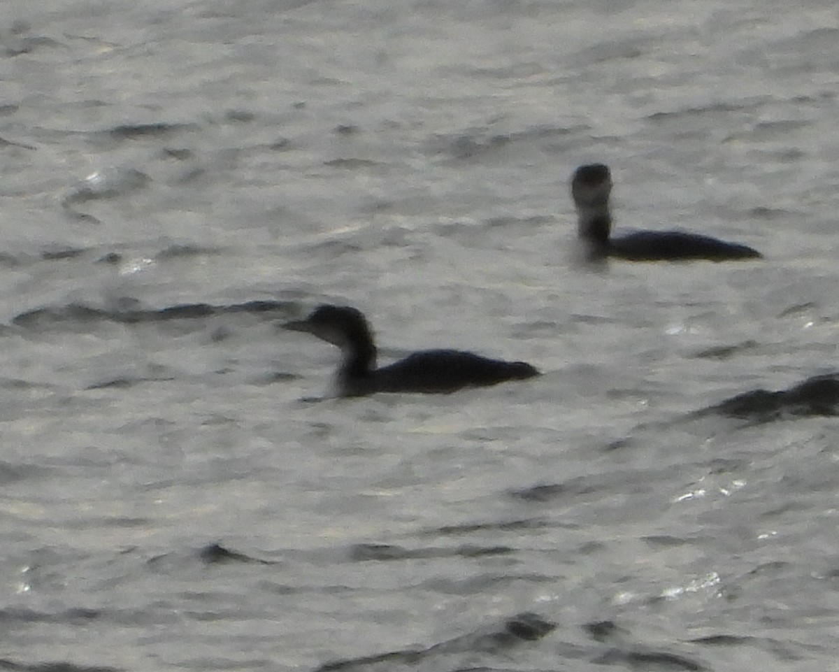 Common Loon - ML647541151
