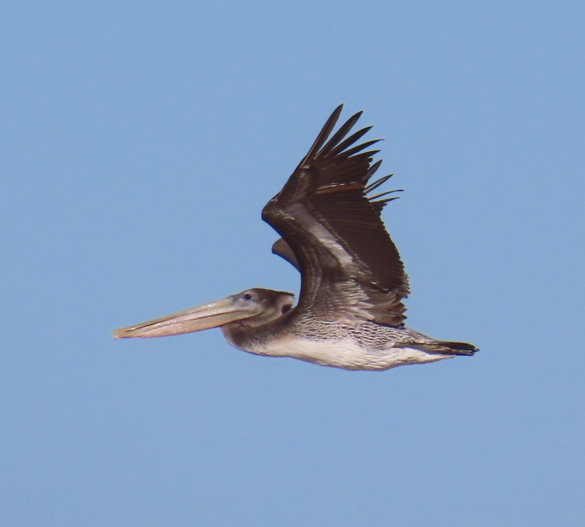 Brown Pelican - ML647541152