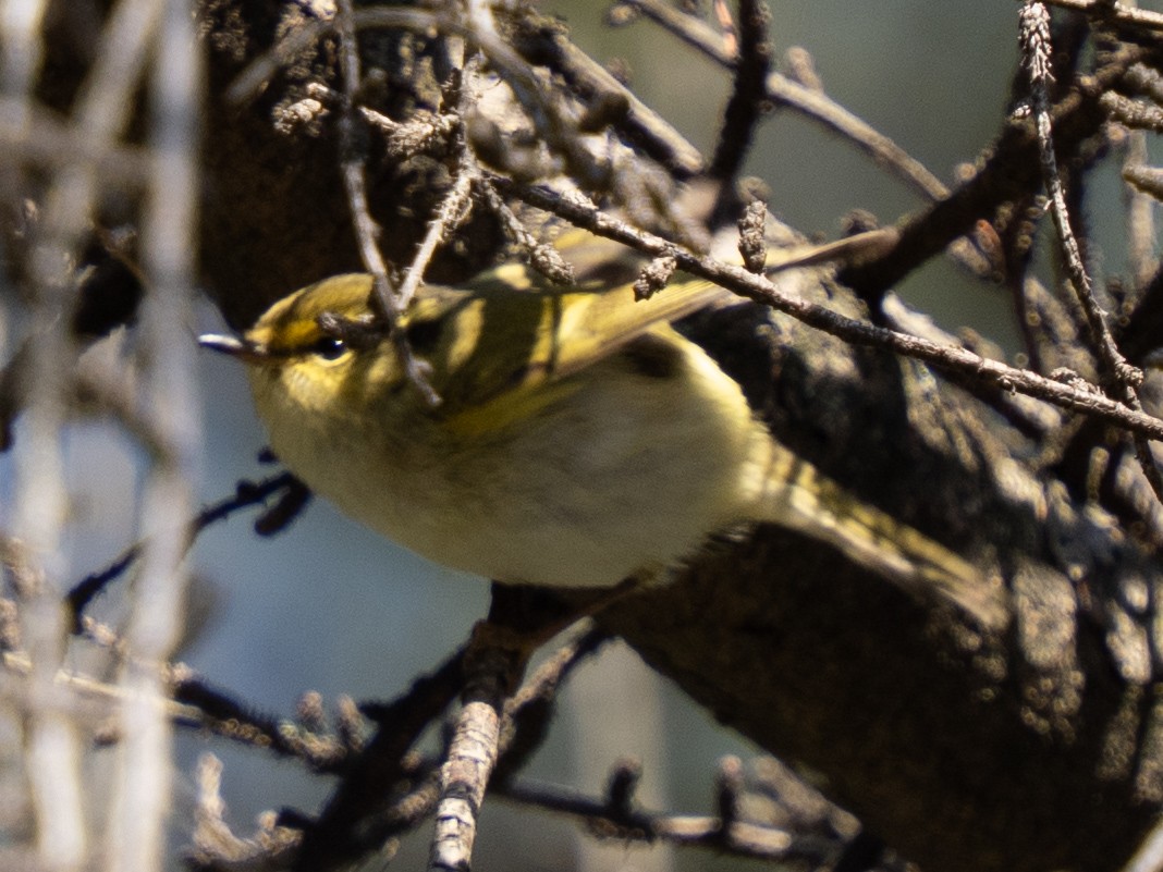 黃腰柳鶯 - ML647541154