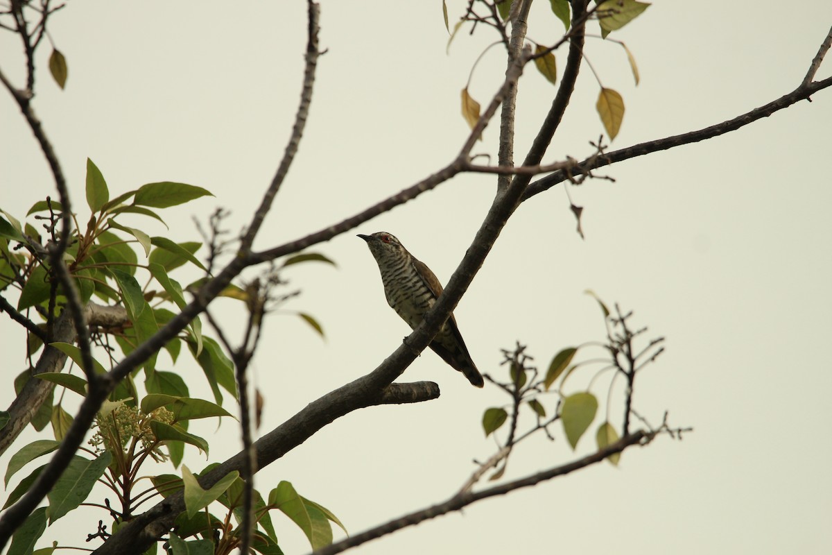 Little Bronze-Cuckoo - ML647541155