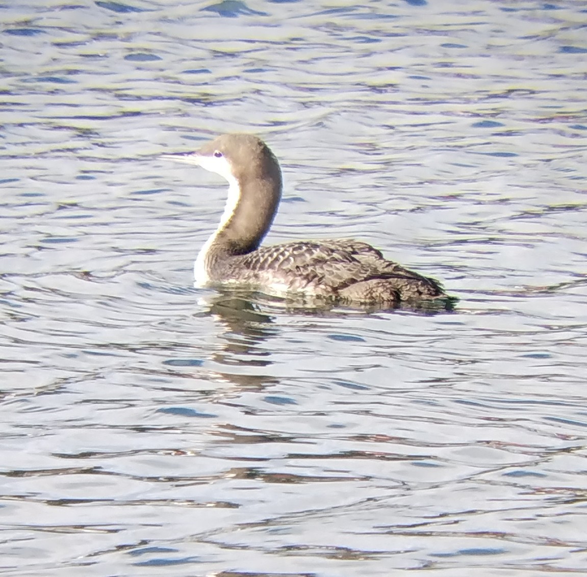 太平洋潛鳥 - ML647541157