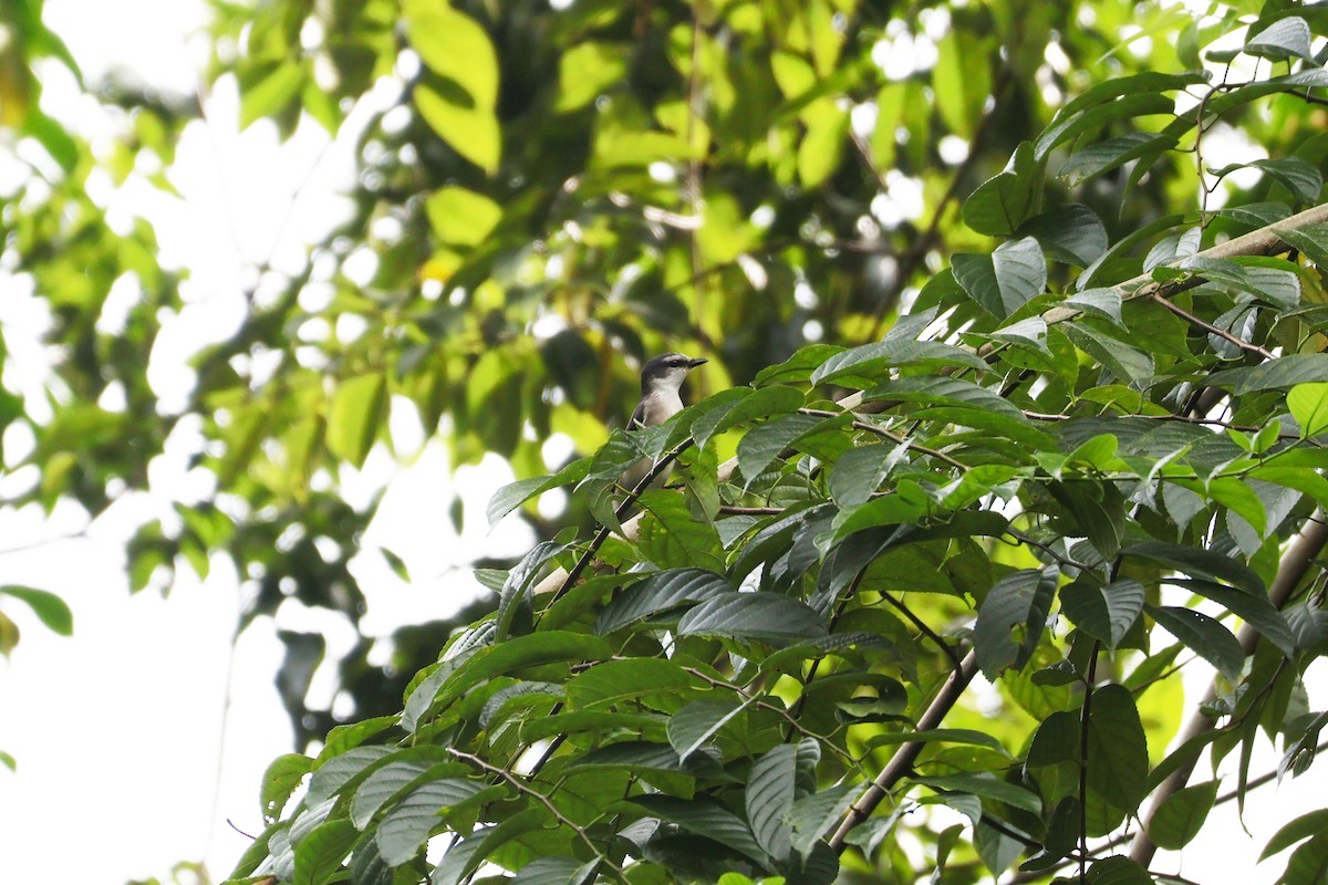 Brown-rumped Minivet - ML647541161