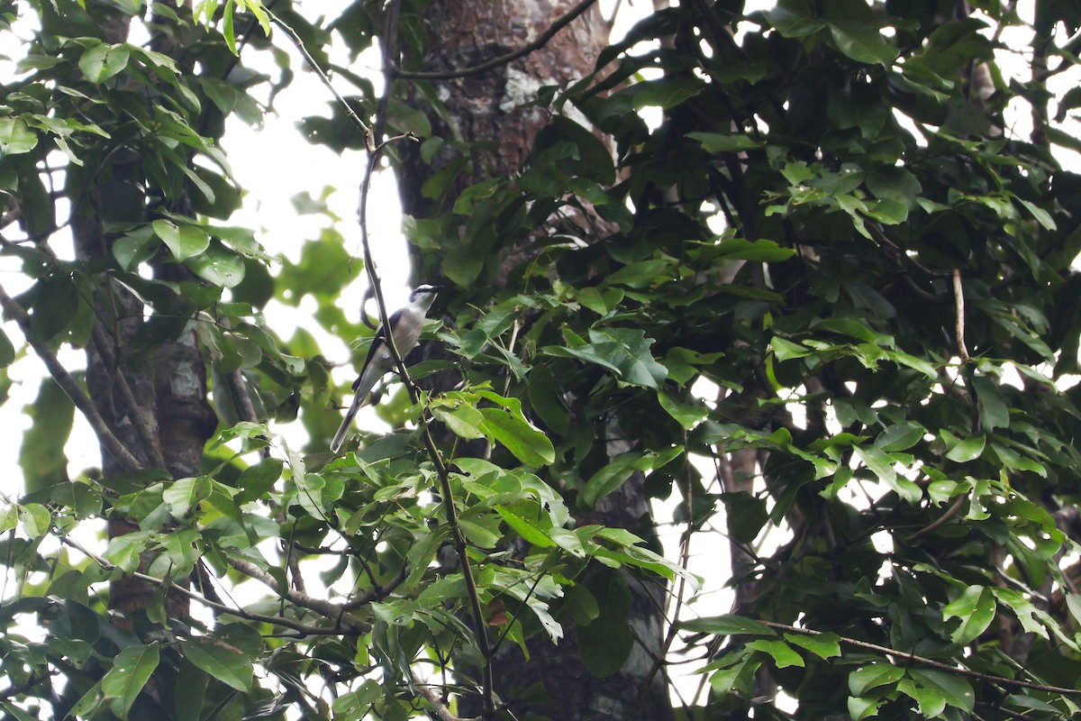 Brown-rumped Minivet - ML647541162