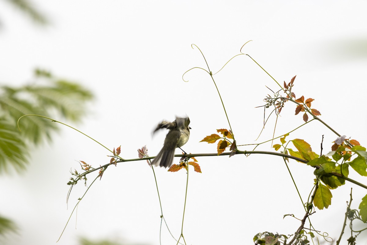 Zwergschnäppertyrann - ML647541164