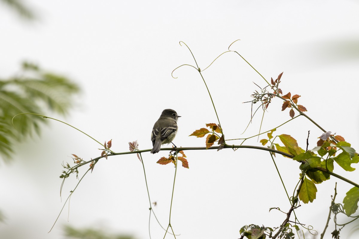 Zwergschnäppertyrann - ML647541165