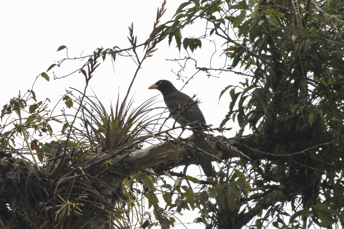 Braunhäher - ML647541172