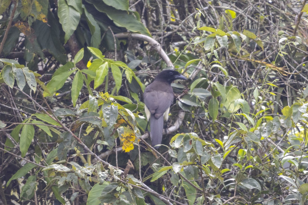 Braunhäher - ML647541173