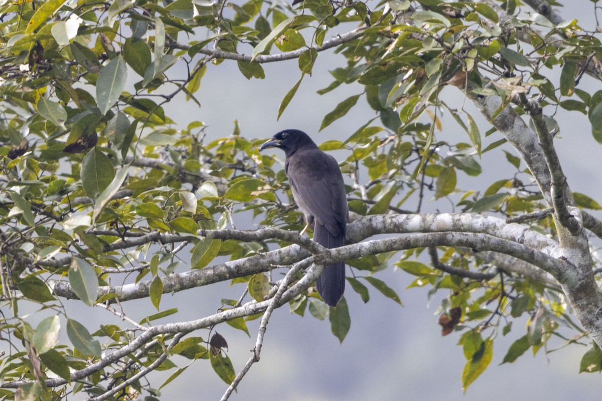 Braunhäher - ML647541174