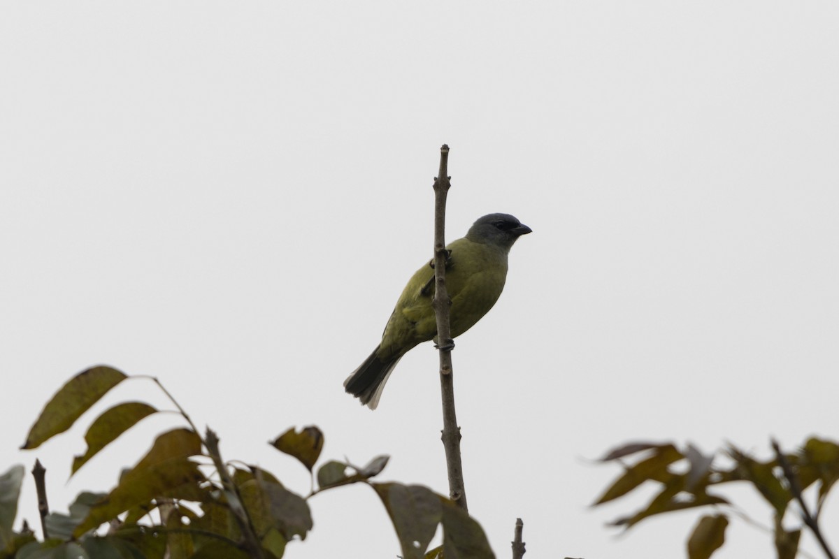 Olivflügeltangare - ML647541181