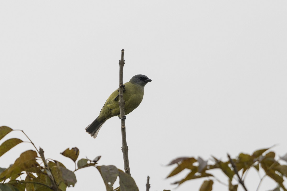 Olivflügeltangare - ML647541182