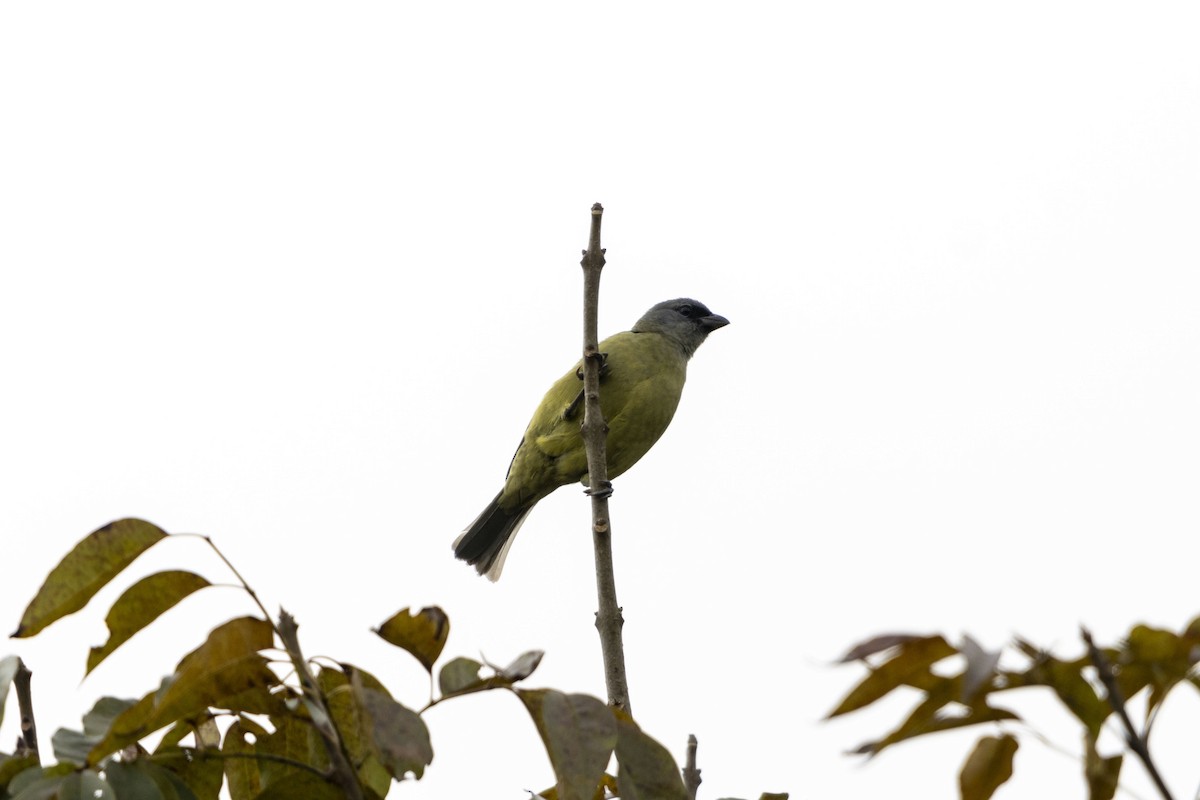 Olivflügeltangare - ML647541183