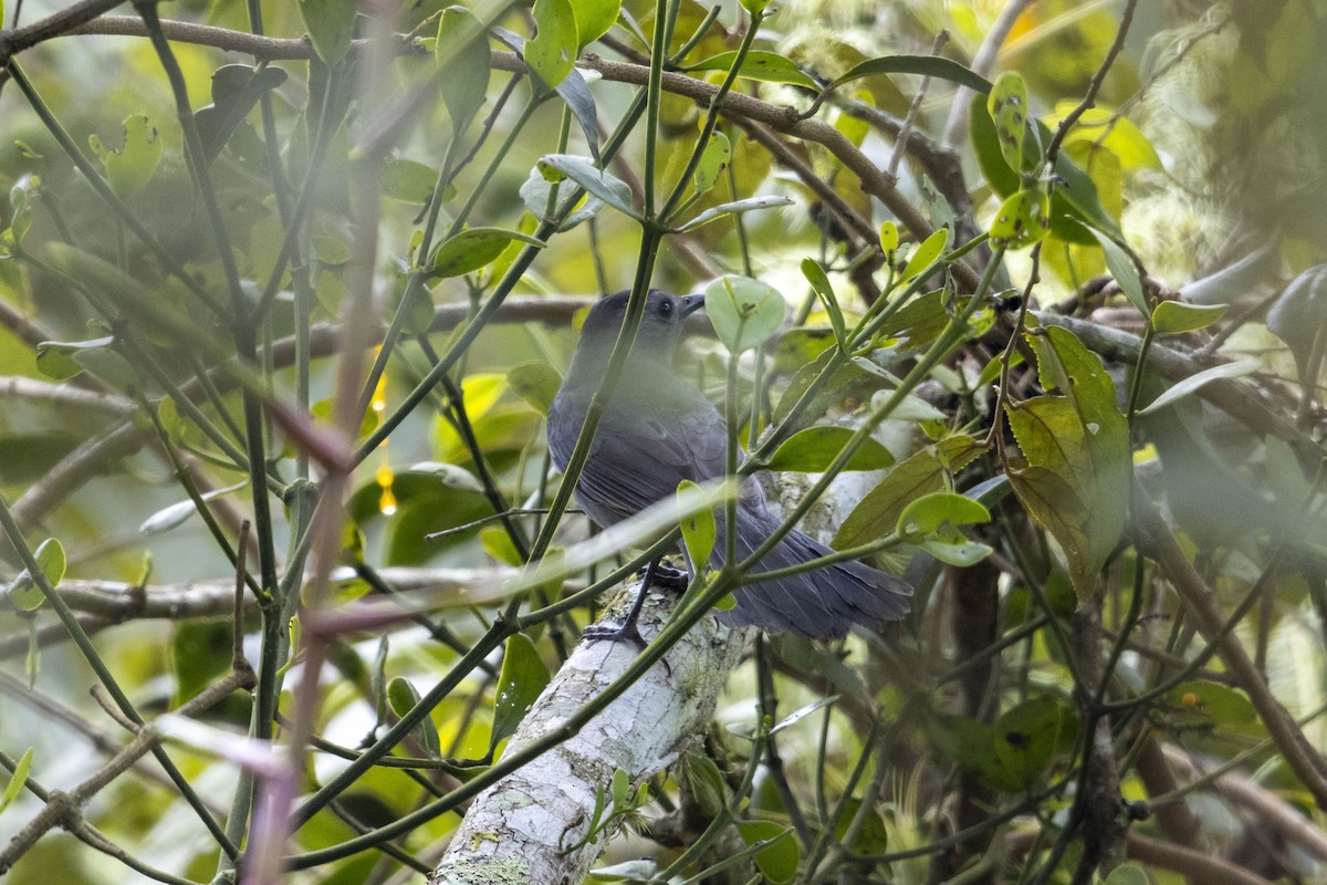 Katzenspottdrossel - ML647541185