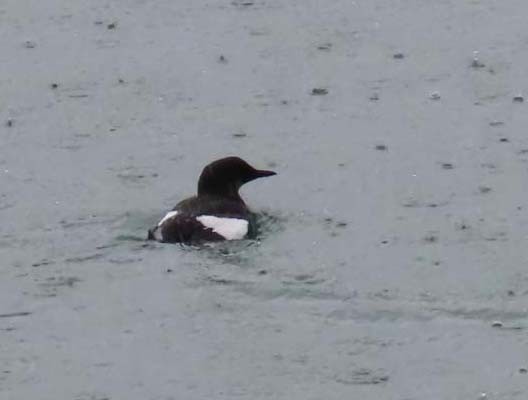 אוריה שחורה - ML647541186