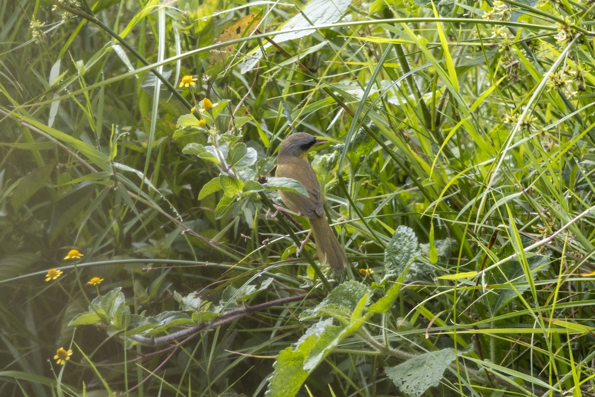 Wiesengelbkehlchen - ML647541191