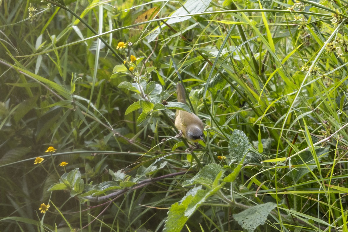 Wiesengelbkehlchen - ML647541192