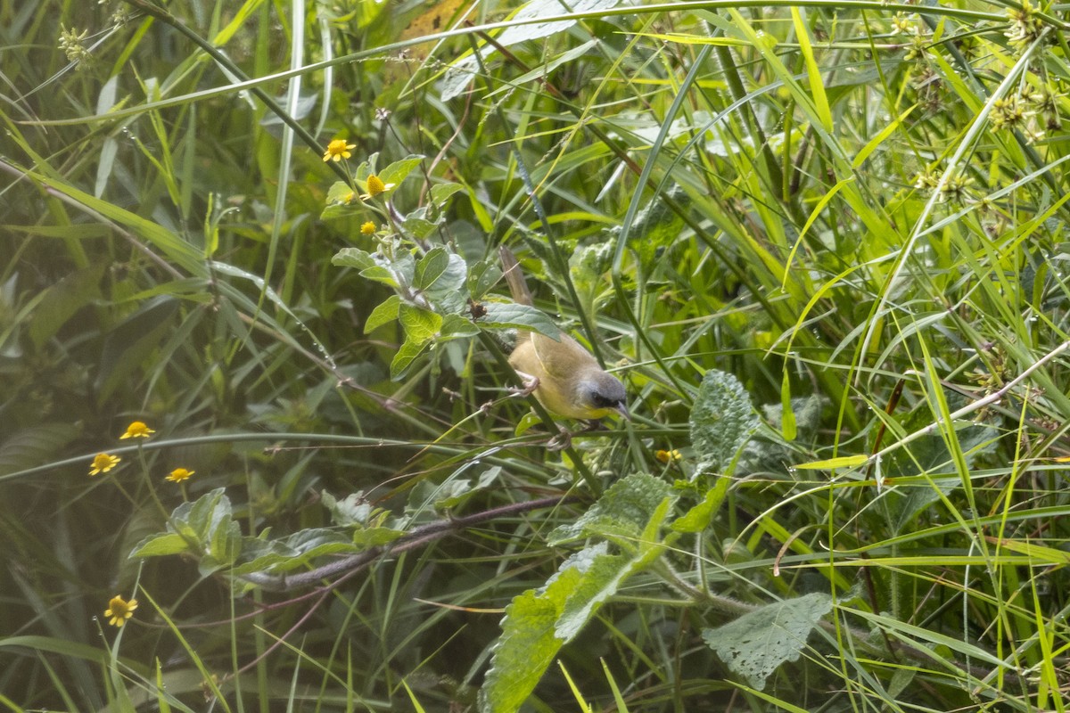 Wiesengelbkehlchen - ML647541193