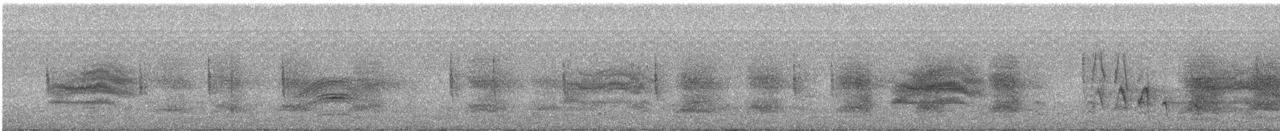 Tohi tacheté - ML647541204