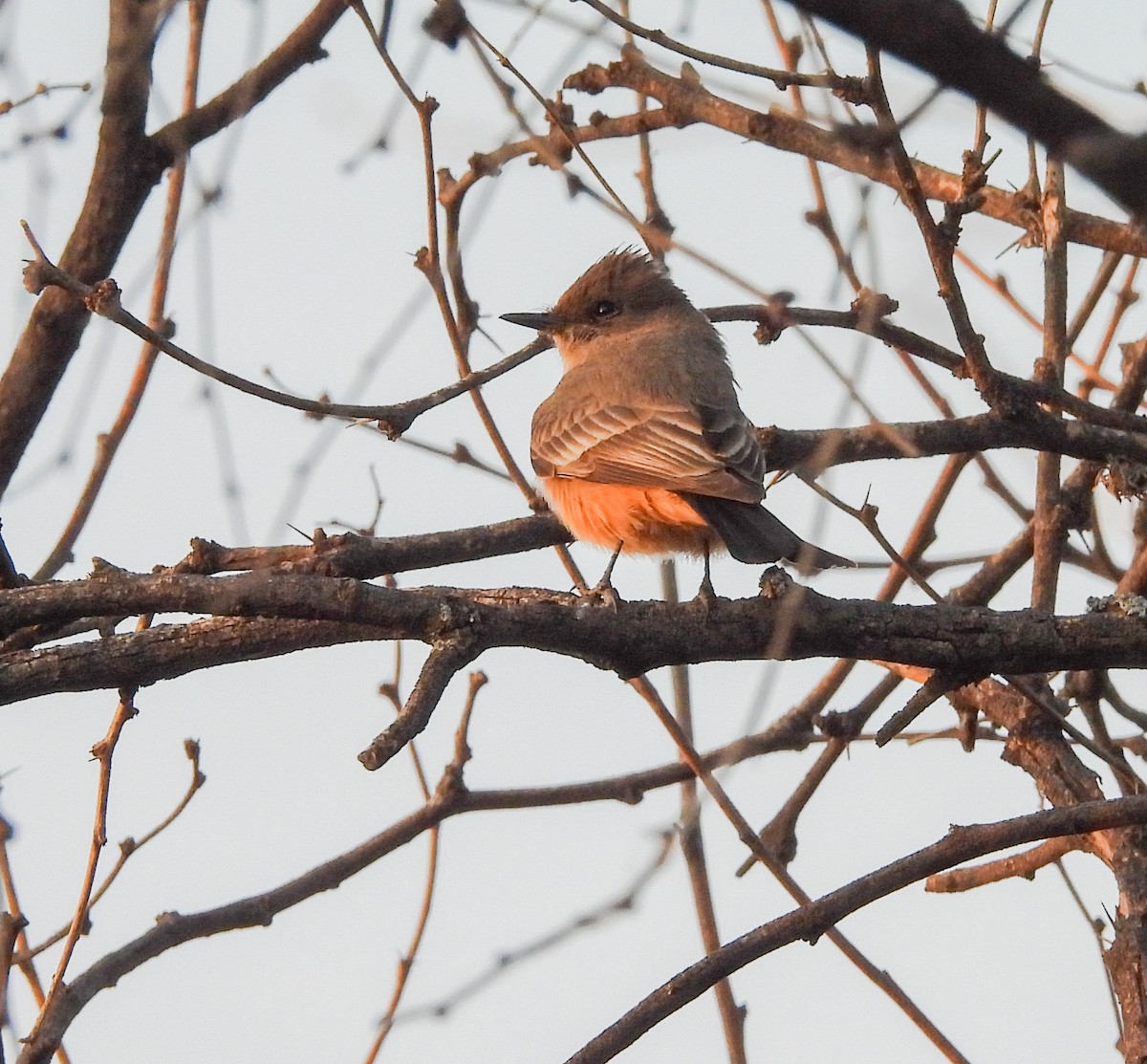 Say's Phoebe - ML647541213