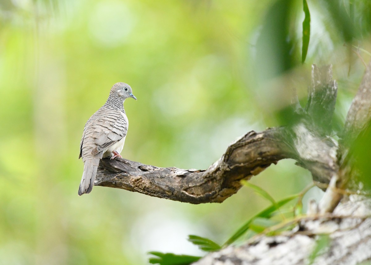 Peaceful Dove - ML647541216