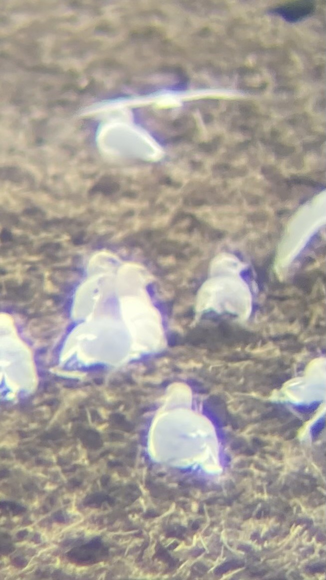 Glaucous Gull - ML647541217