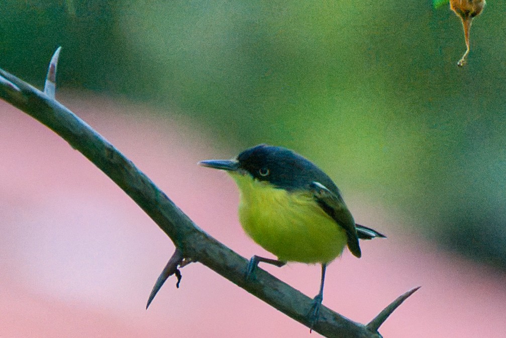 Common Tody-Flycatcher - ML647541218