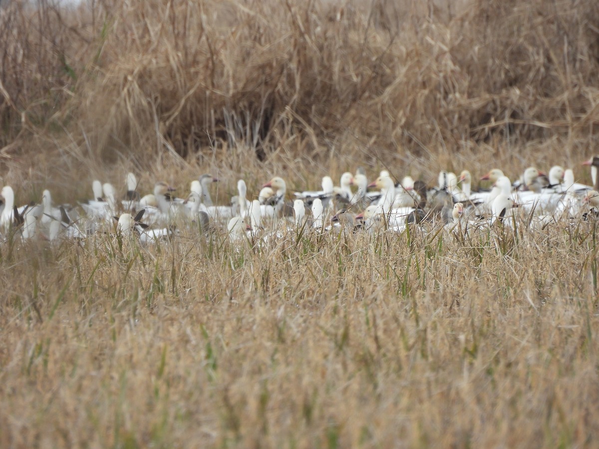 Snow Goose - ML647541220