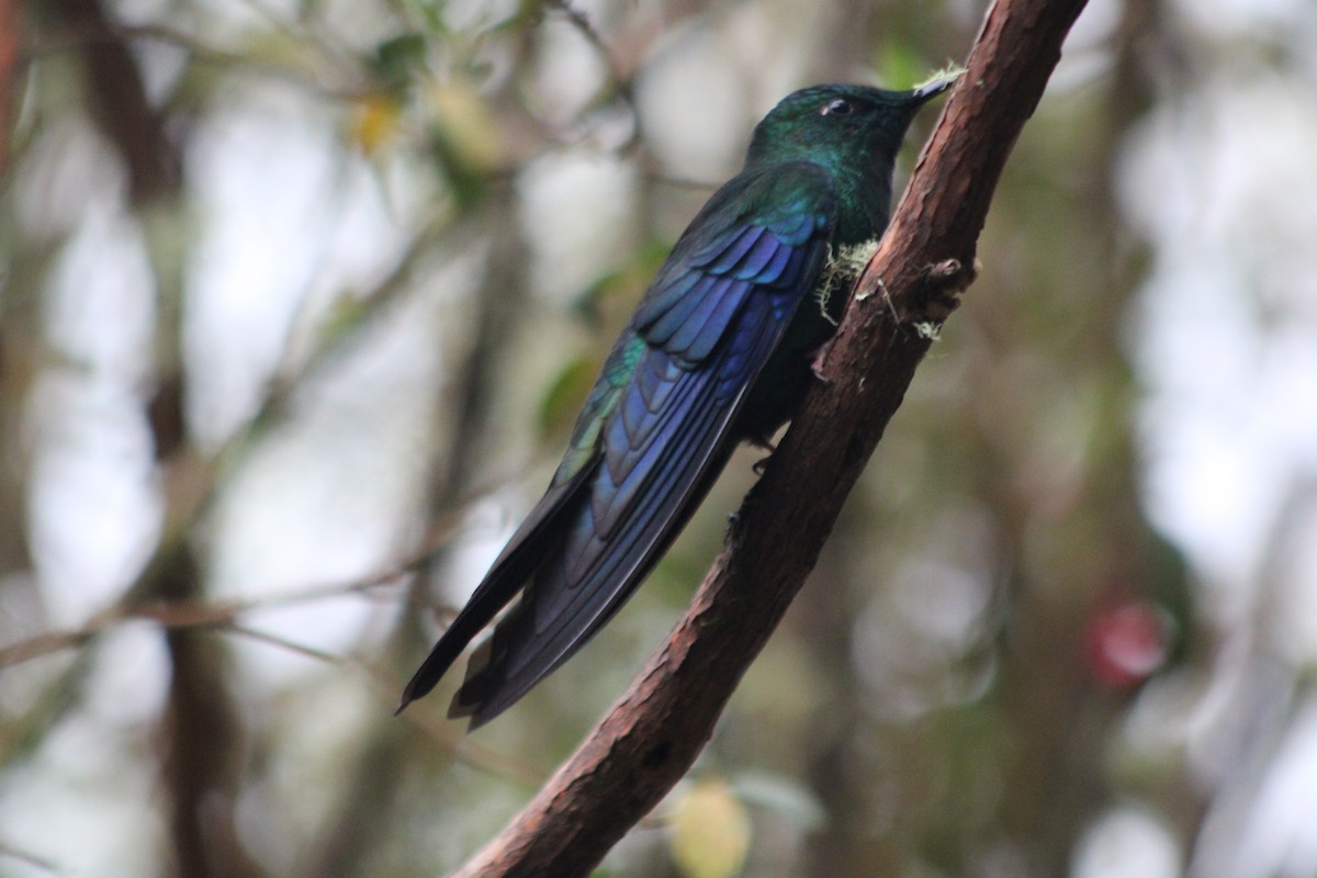 Great Sapphirewing - ML647541221