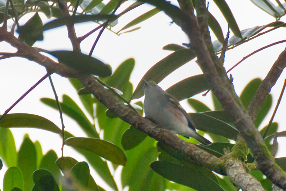 Chestnut-sided Warbler - ML647541222