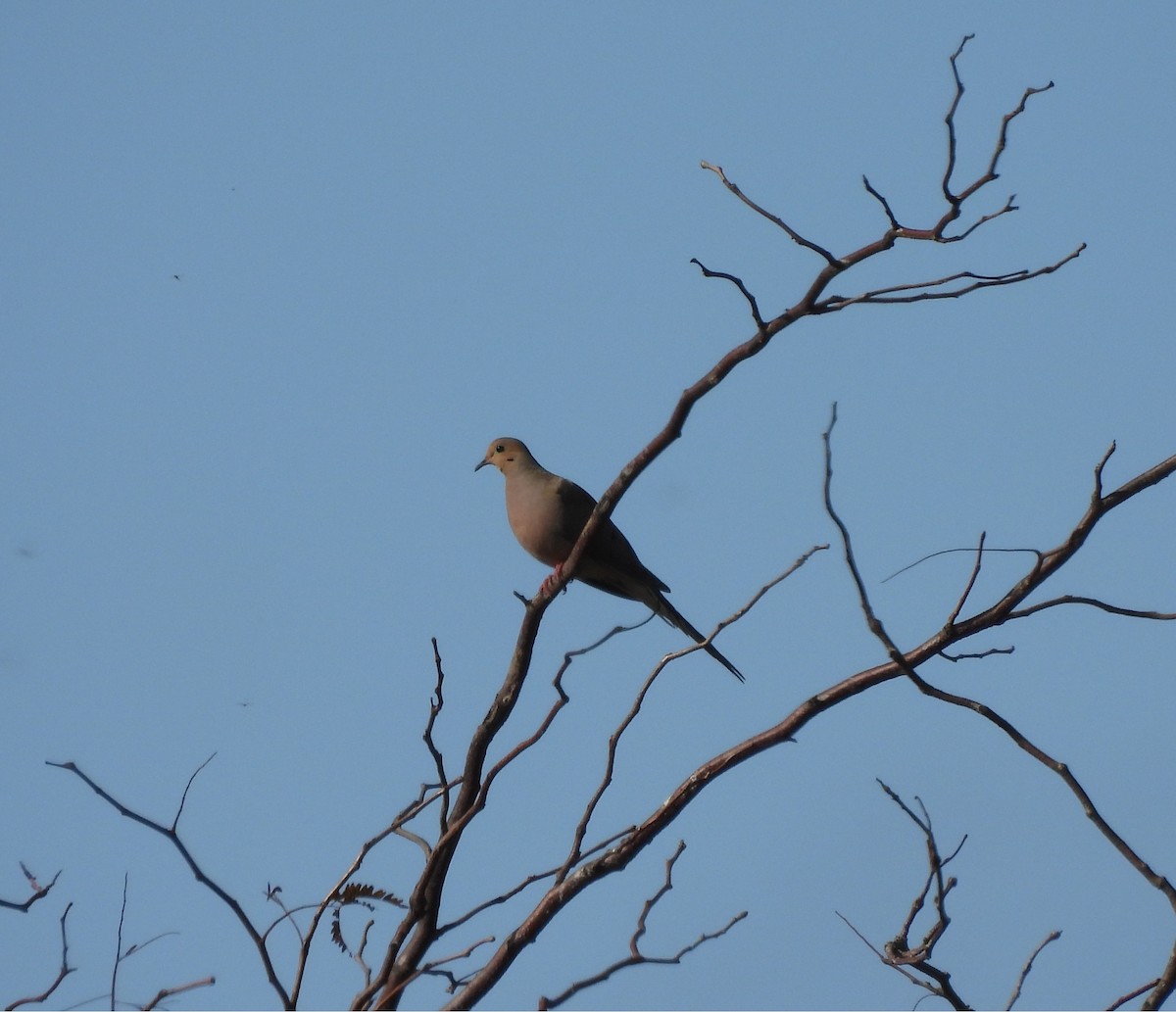 Mourning Dove - ML647541223