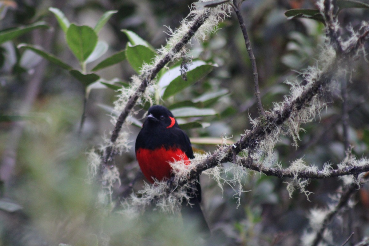 Scarlet-bellied Mountain Tanager - ML647541224