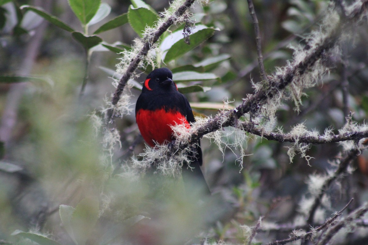Scarlet-bellied Mountain Tanager - ML647541225