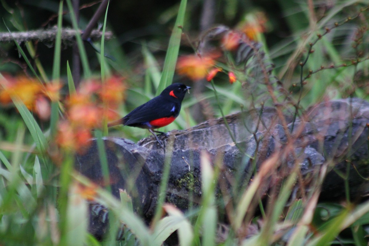 Scarlet-bellied Mountain Tanager - ML647541226