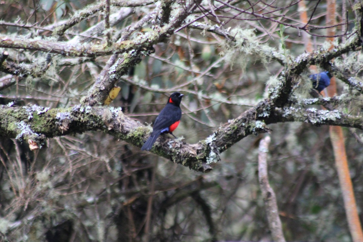 Scarlet-bellied Mountain Tanager - ML647541227