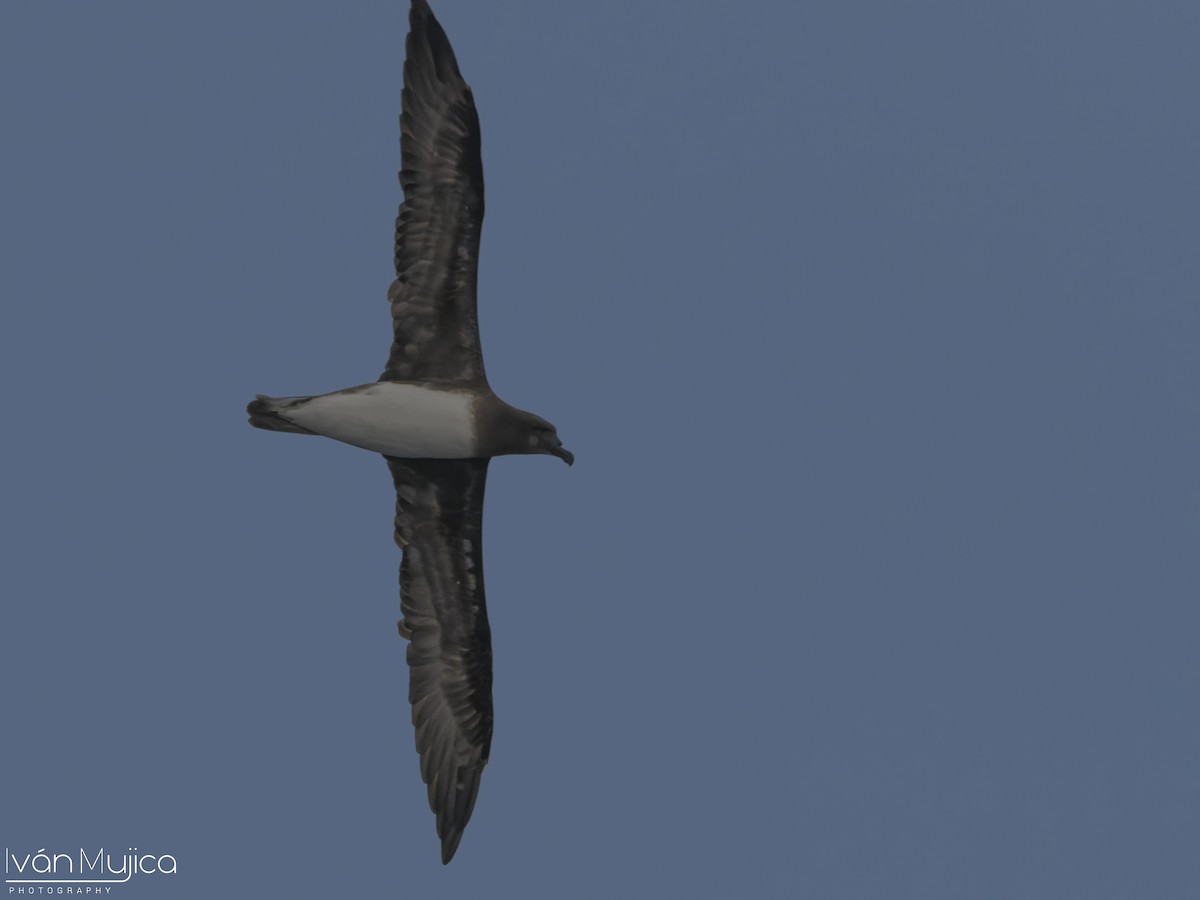 Tahiti Petrel - ML647541228