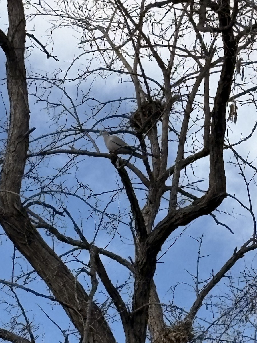 Eurasian Collared-Dove - ML647541229