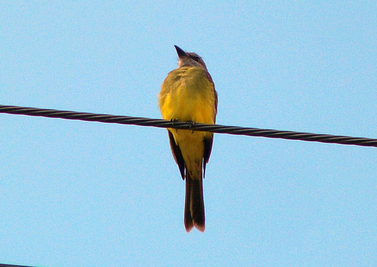 Tropical Kingbird - ML647541230