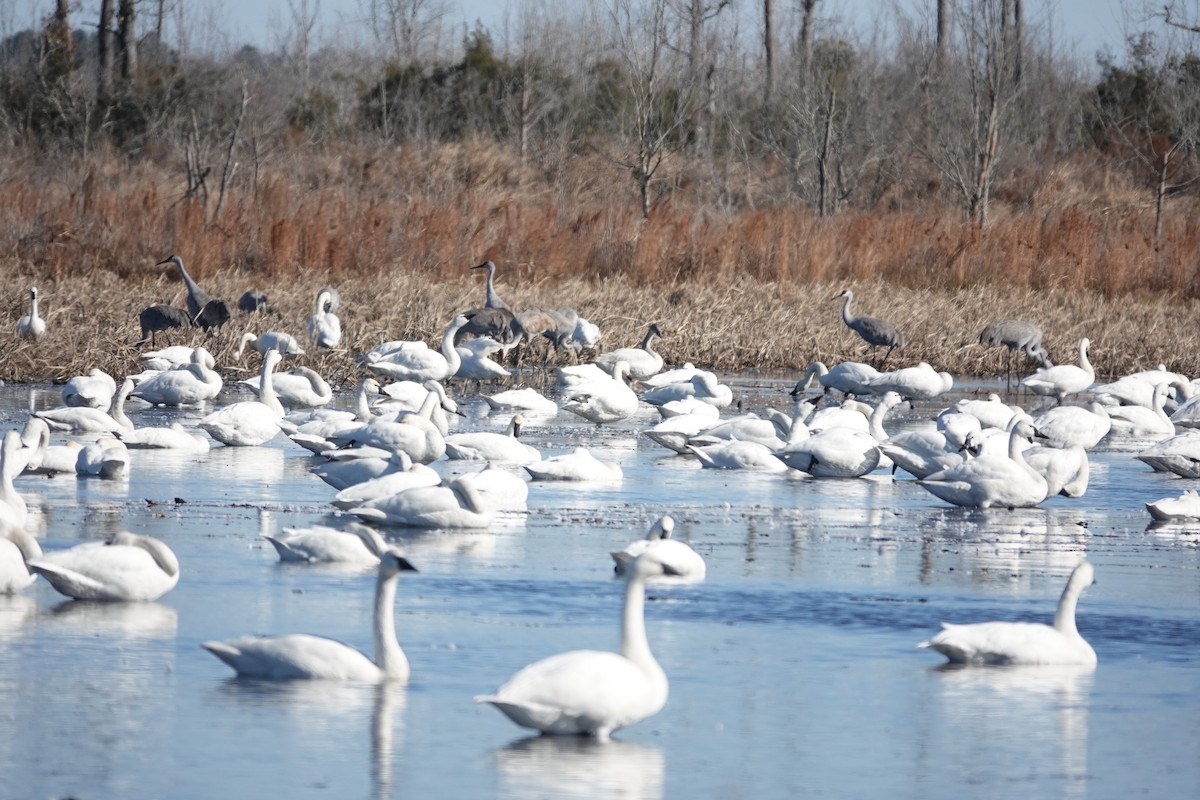 Tundra Swan - ML647541231