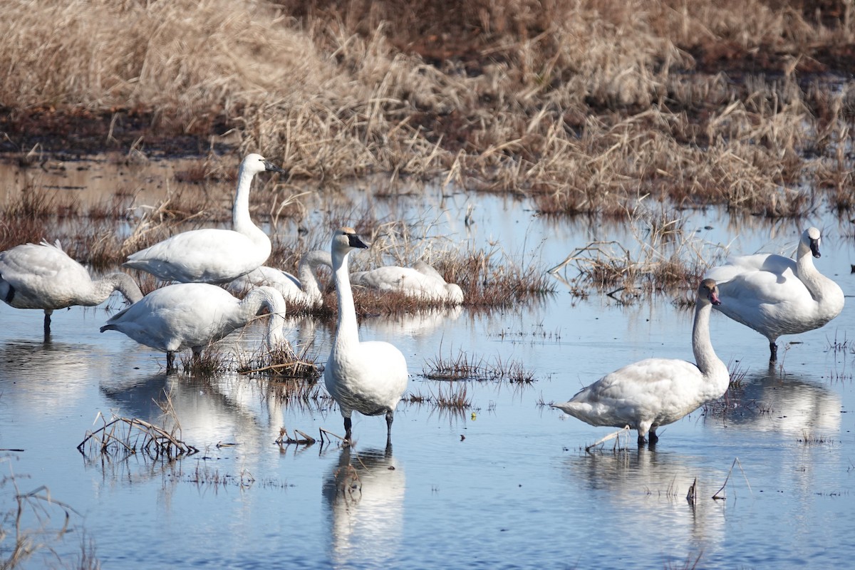 Tundra Swan - ML647541232