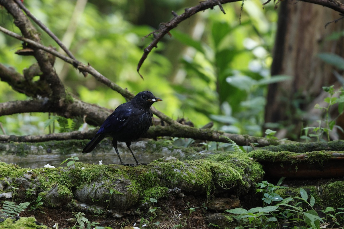 Blue Whistling-Thrush - ML647541233