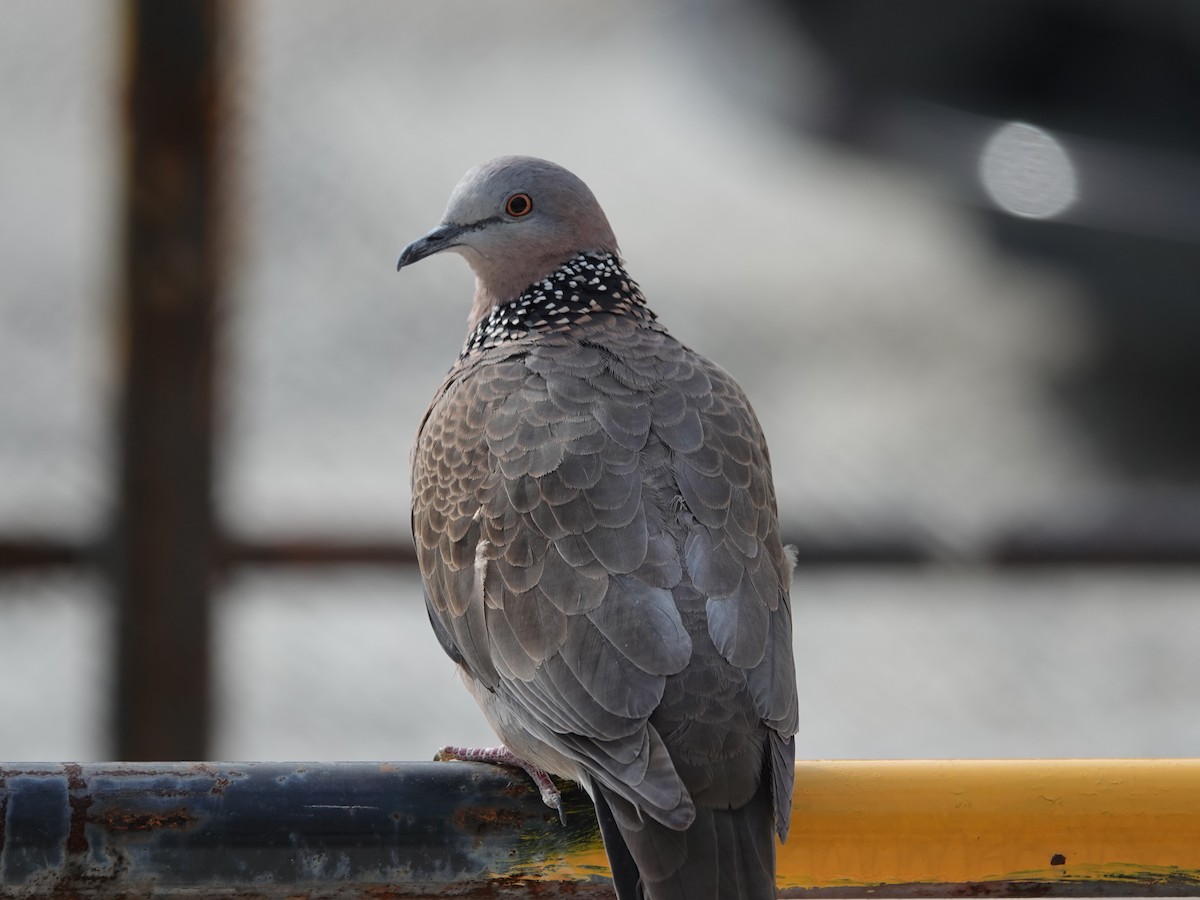 Spotted Dove - ML647541235