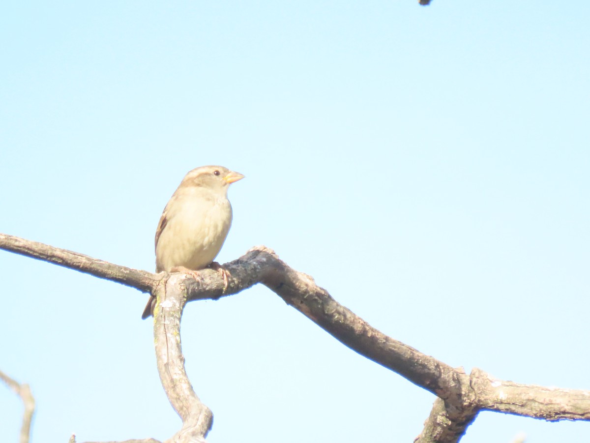 House Sparrow - ML647541238