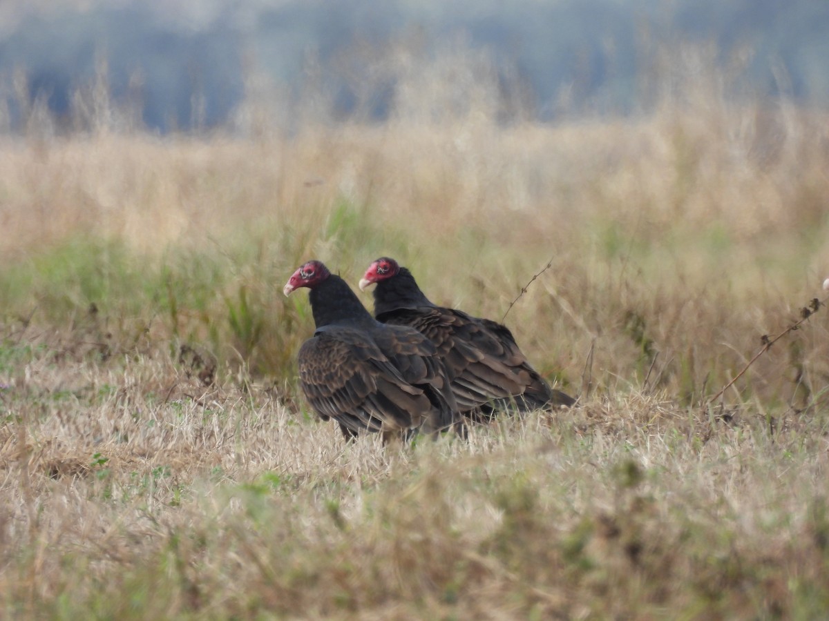 Turkey Vulture - ML647541240