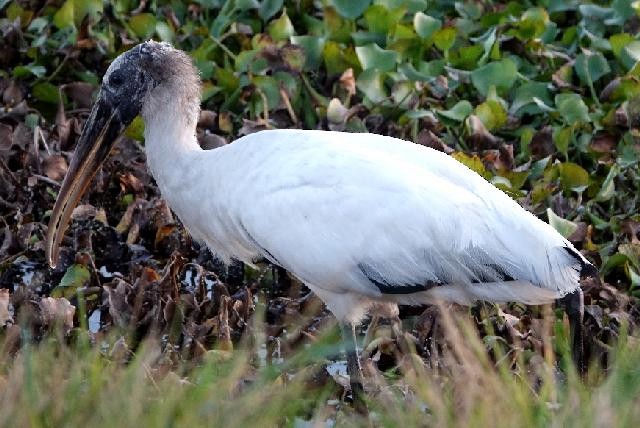 Wood Stork - ML647541243