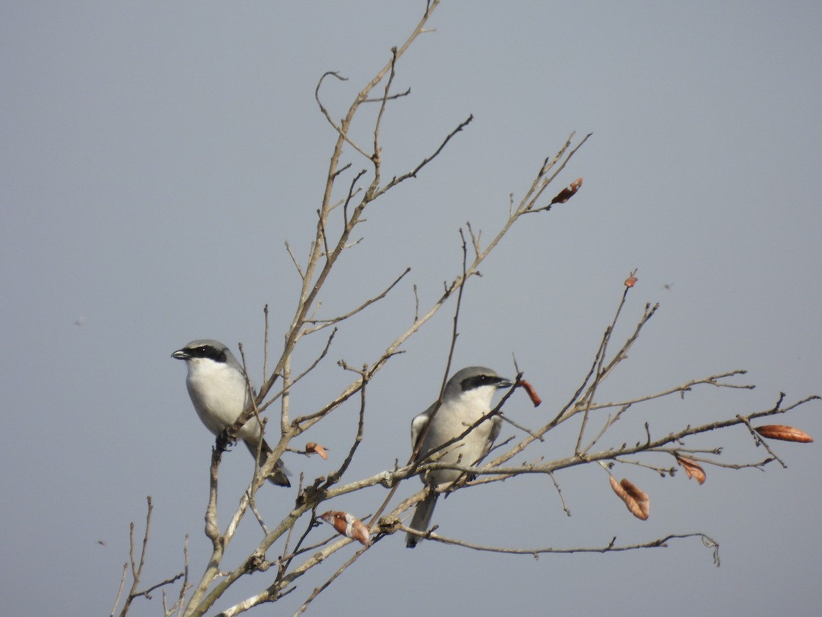 Loggerhead Shrike - ML647541245