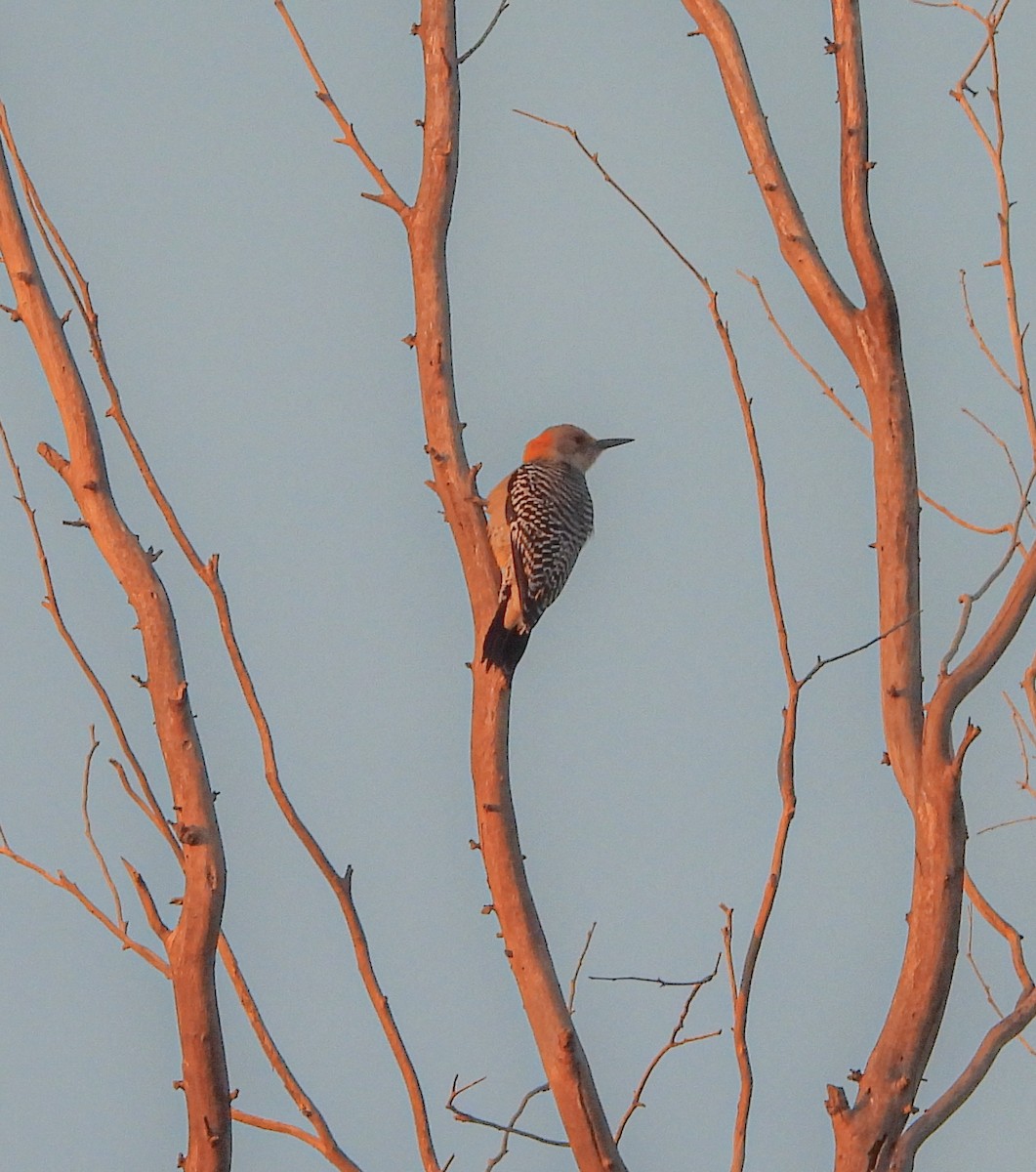Golden-fronted Woodpecker - ML647541247