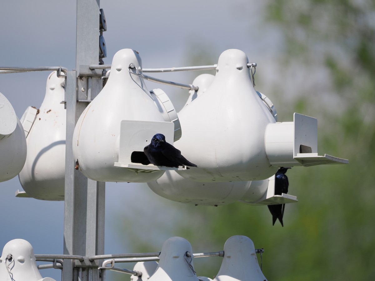 Большая ласточка - ML647541263