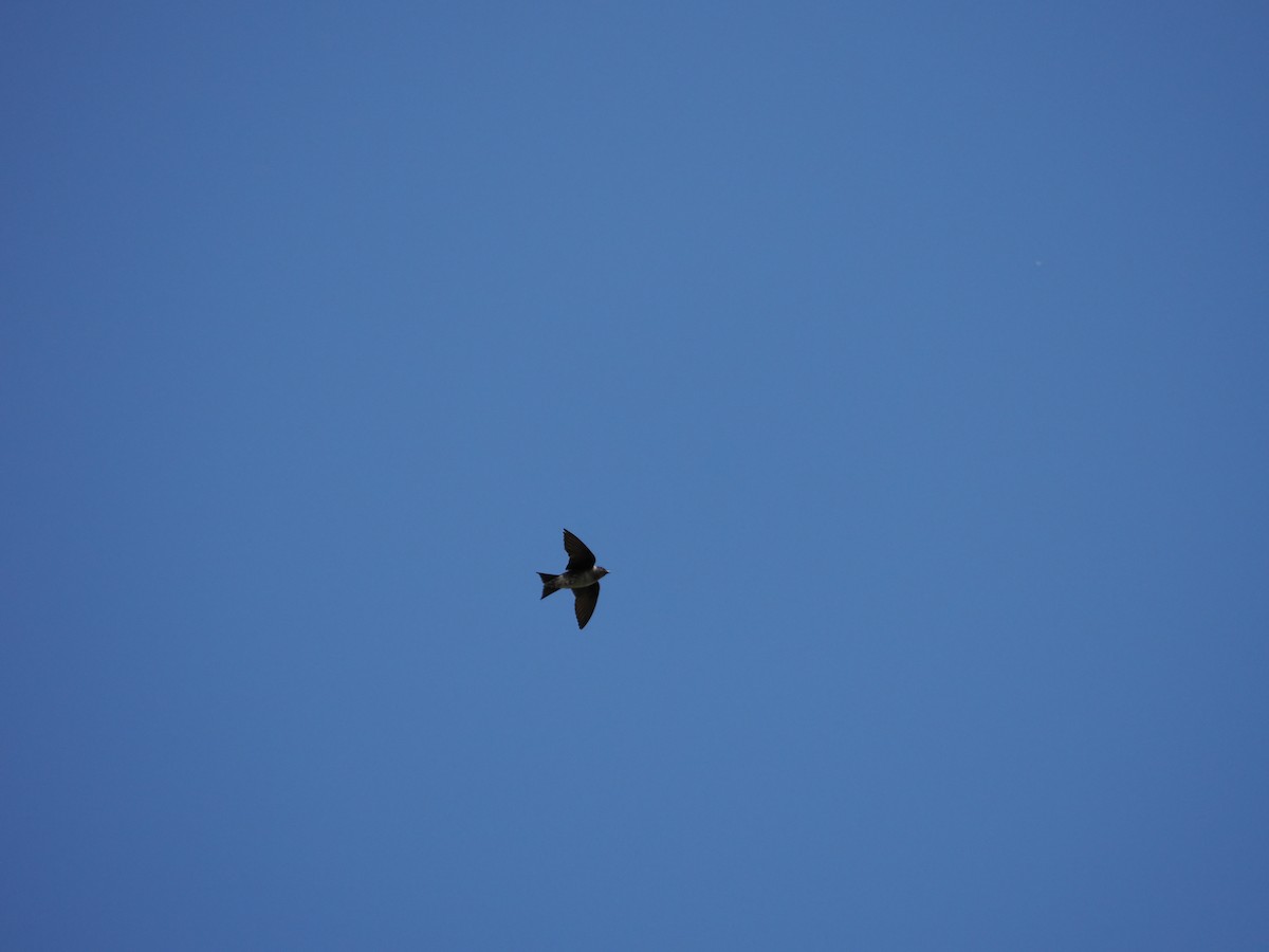 Большая ласточка - ML647541271