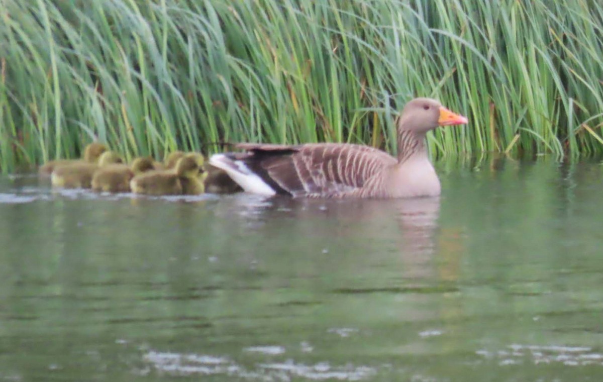 ハイイロガン - ML647541280