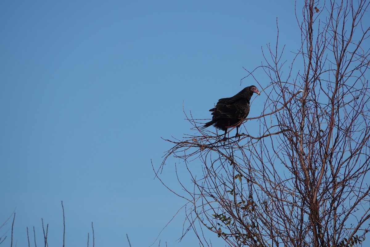 Turkey Vulture - ML647541281